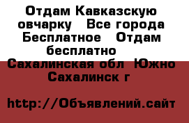 Отдам Кавказскую овчарку - Все города Бесплатное » Отдам бесплатно   . Сахалинская обл.,Южно-Сахалинск г.